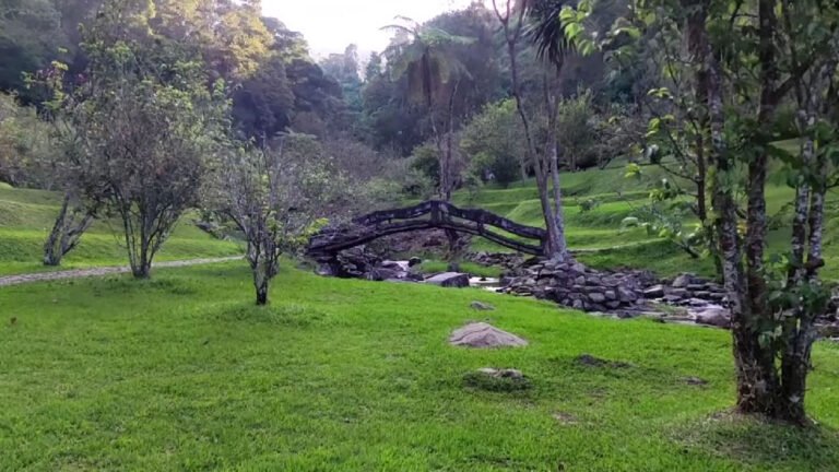 Taman Sakura Cibodas Destinasi Unik Di Puncak Kebun Raya